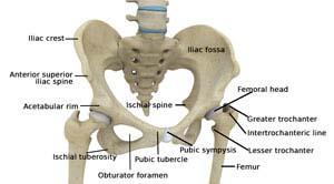 Normal Hip Anatomy